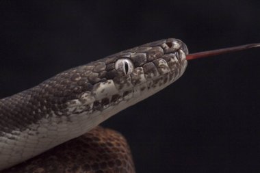 Beyaz gözlü piton (