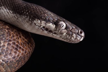 Beyaz gözlü piton (