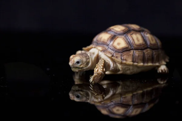 Tartaruga Baby Sulcata Tartaruga Africana Geochelone Sulcata Isolada Sobre Fundo — Fotografia de Stock