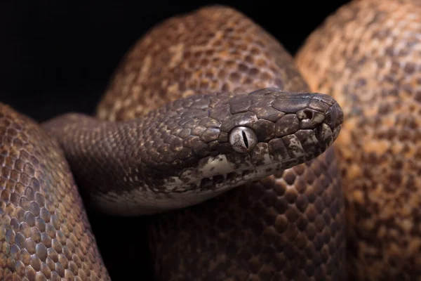 비단뱀 Liasis Mackloti Savuensis 인도네시아 파푸아뉴기니 북부에서 발견되는 비단뱀이다 — 스톡 사진