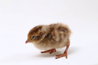 Yavru bıldırcın beyaz arka planda izole edilmiş