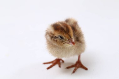 Yavru bıldırcın beyaz arka planda izole edilmiş