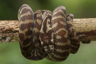 Bir dala kıvrılmış halı pitonu (Morelia spilota)