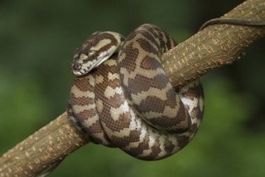Carpet python (Morelia spilota) curled on a branch clipart