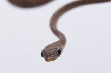 Boiga drapiezii, yaygın olarak beyaz benekli kedi yılanı olarak bilinen, uzun ve ince arka dişli bir colubrid türüdür. beyaz arkaplanda izole