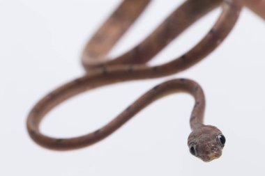 Boiga drapiezii, yaygın olarak beyaz benekli kedi yılanı olarak bilinen, uzun ve ince arka dişli bir colubrid türüdür. beyaz arkaplanda izole