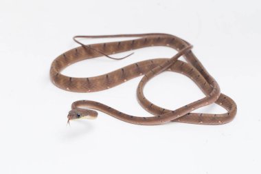 Boiga drapiezii, yaygın olarak beyaz benekli kedi yılanı olarak bilinen, uzun ve ince arka dişli bir colubrid türüdür. beyaz arkaplanda izole