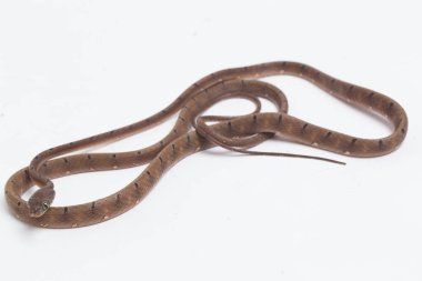 Boiga drapiezii, yaygın olarak beyaz benekli kedi yılanı olarak bilinen, uzun ve ince arka dişli bir colubrid türüdür. beyaz arkaplanda izole