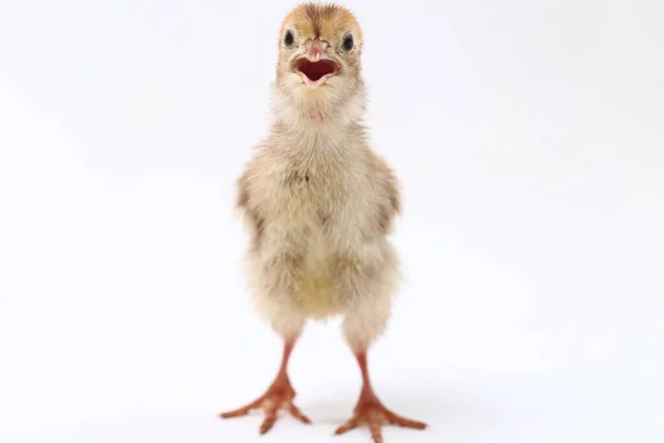 Baby Chick Common Quail Isolated White Background — Stock Photo, Image