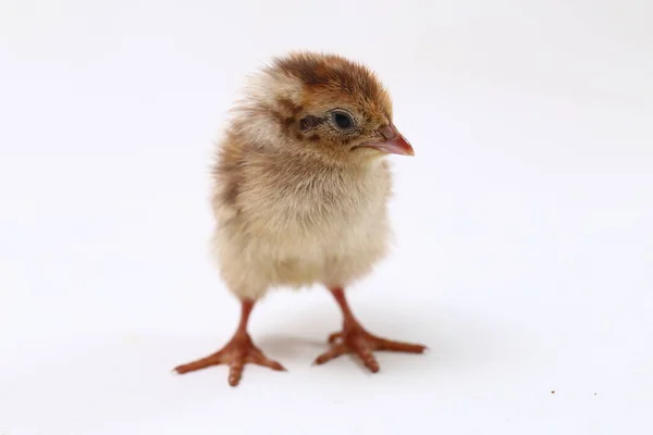 Baby Kuřátko Obyčejné Křepelky Izolované Bílém Pozadí — Stock fotografie