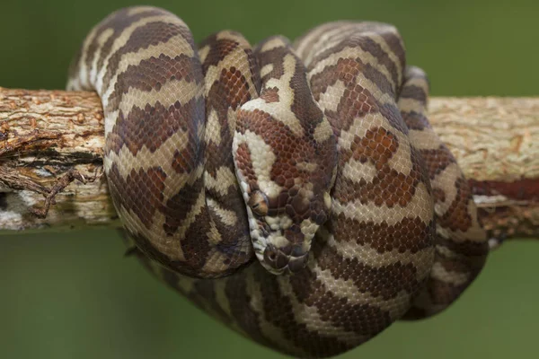 Szőnyegpiton Morelia Spilota Göndör Ágon — Stock Fotó