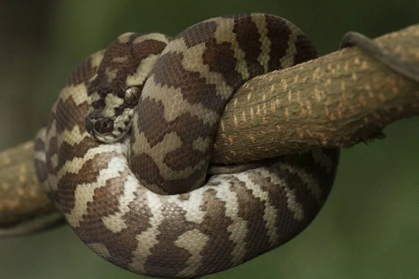 Bir Dala Kıvrılmış Halı Pitonu Morelia Spilota — Stok fotoğraf