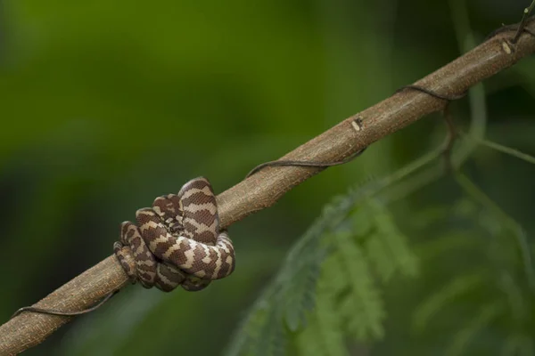 Tappeto Pitone Morelia Spilota Arricciato Ramo — Foto Stock