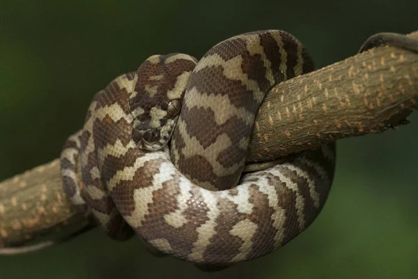 Bir Dala Kıvrılmış Halı Pitonu Morelia Spilota — Stok fotoğraf