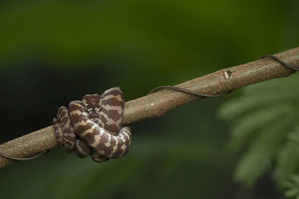 Carpet Python Morelia Spilota 卷曲在树枝上 — 图库照片