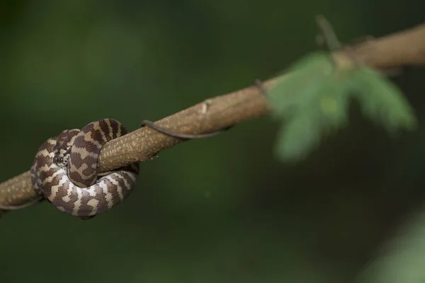 나뭇가지에 웅크리고 비단뱀 모렐리아 — 스톡 사진
