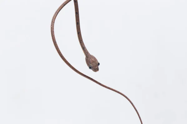 Boiga Drapiezii Běžně Známý Jako Běloskvrnitý Kočičí Had Druh Dlouhého — Stock fotografie