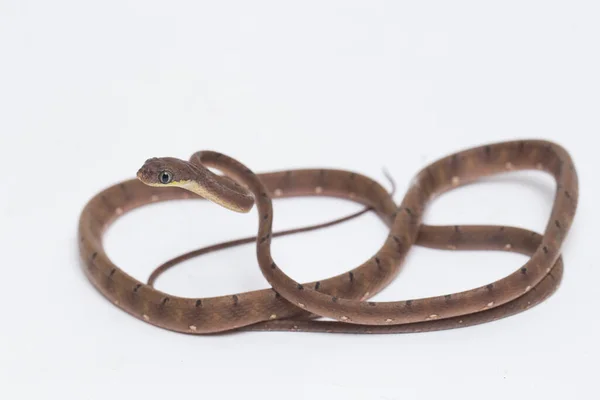 Boiga Drapiezii Een Slang Uit Familie Gladde Slangen Colubrid Familie — Stockfoto