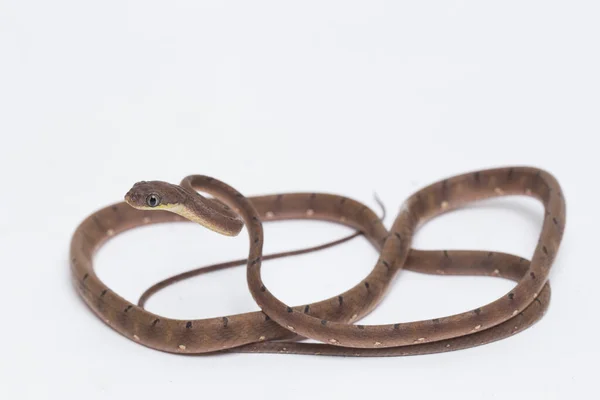 가드라피에 Boiga Drapiezii 고양이 뱀으로 알려져 가느다란 엉덩이를 육아낭의 일종으로 — 스톡 사진