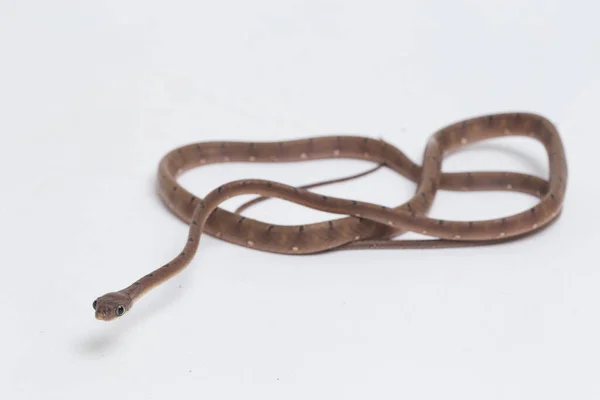 Boiga Drapiezii Vulgarmente Conhecida Como Cobra Gato Mancha Branca Uma — Fotografia de Stock