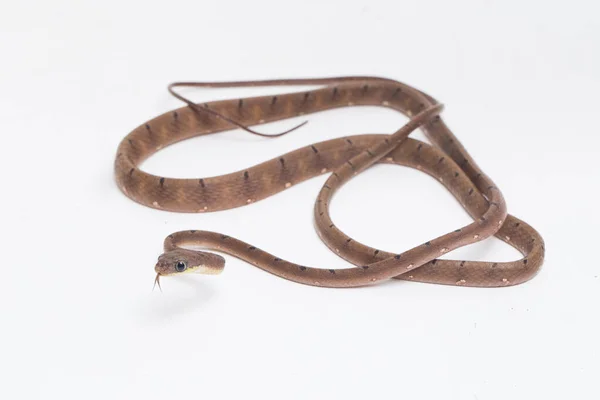 Boiga Drapiezii Comunemente Noto Come Serpente Gatto Maculato Bianco Una — Foto Stock