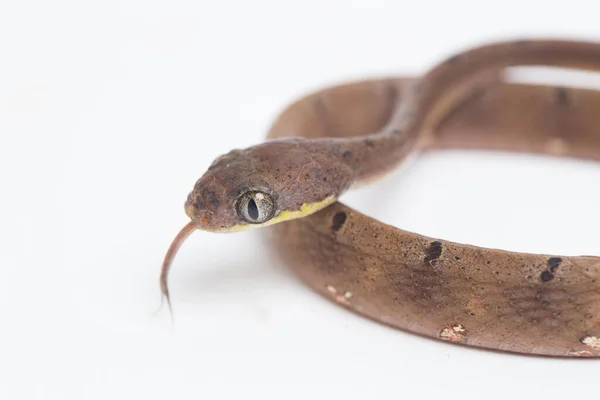 Boiga Drapiezii Commonly Known White Spotted Cat Snake Species Long — Stock Photo, Image