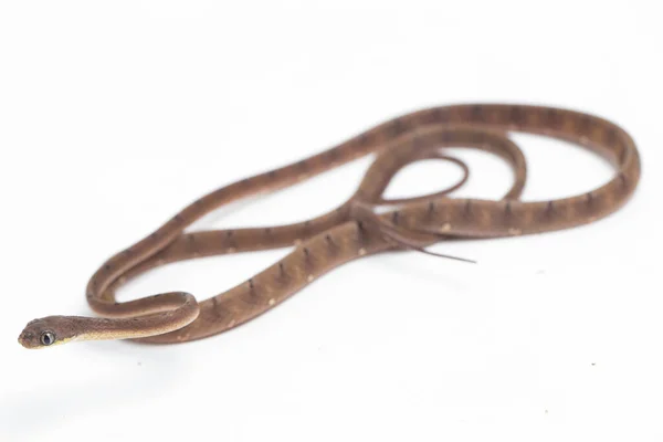 가드라피에 Boiga Drapiezii 고양이 뱀으로 알려져 가느다란 엉덩이를 육아낭의 일종으로 — 스톡 사진