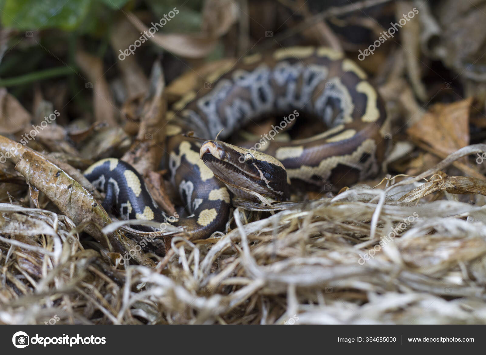 Sumatran Red Blood Python Python Curtis Curtis Commonly Known Red ...