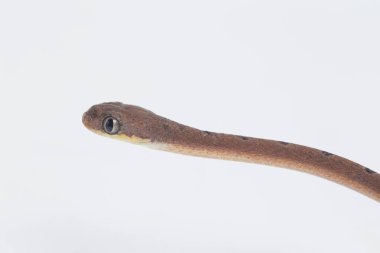 Boiga drapiezii, yaygın olarak beyaz benekli kedi yılanı olarak bilinen, uzun ve ince arka dişli bir colubrid türüdür. beyaz arkaplanda izole