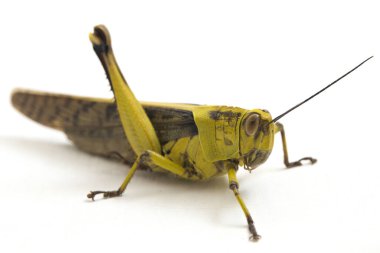 Cava Çekirgesi (Valanga nigricornis) beyaz arka planda izole edildi.