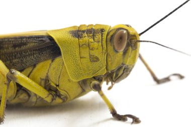 Cava Çekirgesi (Valanga nigricornis) beyaz arka planda izole edildi.