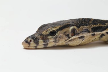 Varanus kurtarıcısı, yaygın olarak Asya Su İzleyicisi olarak bilinir, beyaz bir arkaplanda izole edilmiş.