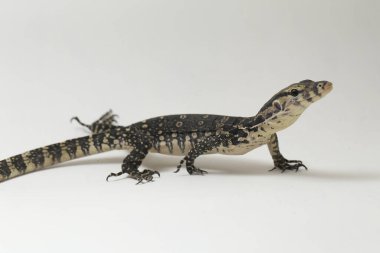 Varanus kurtarıcısı, yaygın olarak Asya Su İzleyicisi olarak bilinir, beyaz bir arkaplanda izole edilmiş.