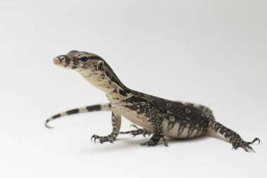 Varanus kurtarıcısı, yaygın olarak Asya Su İzleyicisi olarak bilinir, beyaz bir arkaplanda izole edilmiş.