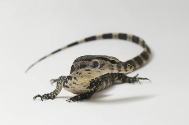 Varanus kurtarıcısı, yaygın olarak Asya Su İzleyicisi olarak bilinir, beyaz bir arkaplanda izole edilmiş.