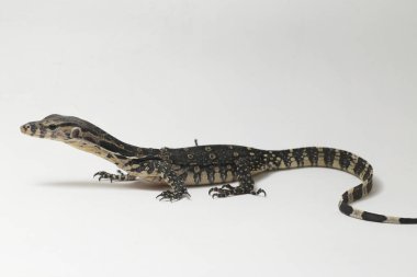 Varanus kurtarıcısı, yaygın olarak Asya Su İzleyicisi olarak bilinir, beyaz bir arkaplanda izole edilmiş.