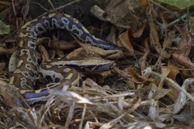 Sumatra Kızıl Kan Pitonu (Python curtis curtis) genellikle kırmızı kısa kuyruklu piton olarak bilinir, zehirli olmayan bir yılandır.