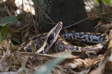 Sumatra Kızıl Kan Pitonu (Python curtis curtis) genellikle kırmızı kısa kuyruklu piton olarak bilinir, zehirli olmayan bir yılandır.
