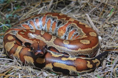 Sumatran blood python / Python brongersmai, commonly known as Brongersma's short-tailed python, or the red short-tailed python, a nonvenomous snake clipart