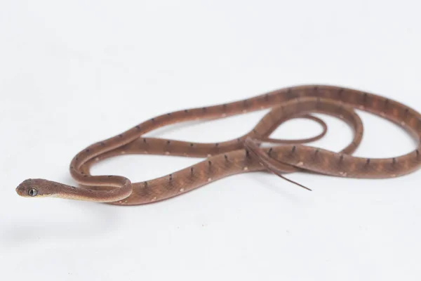 Boiga Drapiezii Een Slang Uit Familie Gladde Slangen Colubrid Familie — Stockfoto