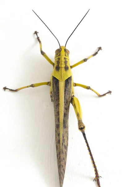 Javanese Grasshopper Valanga Nigricornis 在白人背景下被隔离 — 图库照片