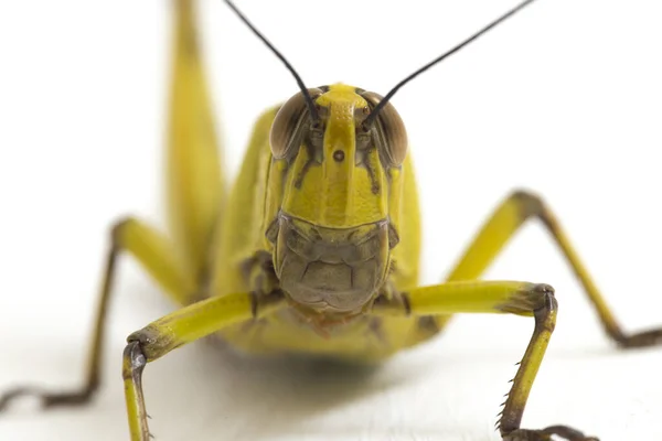 Javaanse Sprinkhaan Valanga Nigricornis Geïsoleerd Witte Achtergrond — Stockfoto