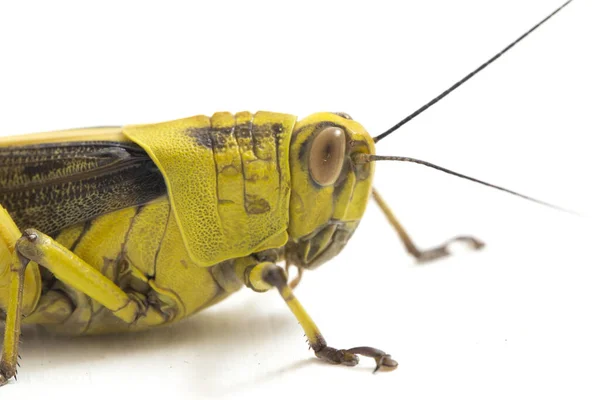 Javanese Kobylka Valanga Nigricornis Izolované Bílém Pozadí — Stock fotografie