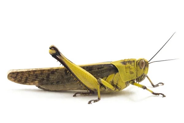 Javanese Grasshopper Valanga Nigricornis 在白人背景下被隔离 — 图库照片