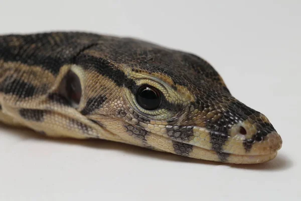 Varanus Salvator Commonly Known Asian Water Monitor Isolated White Background — Stock Photo, Image