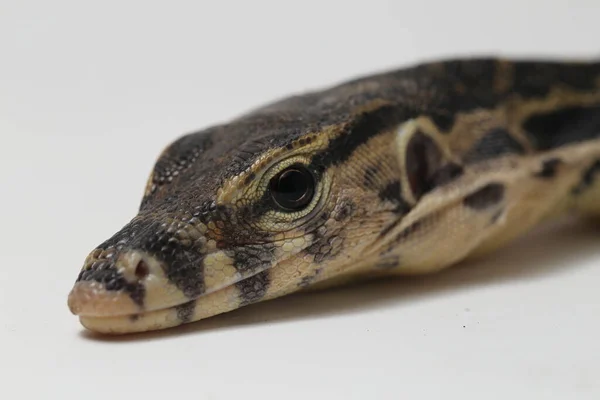 Varanus Salvador Vulgarmente Conhecido Como Monitor Asiático Água Isolado Fundo — Fotografia de Stock