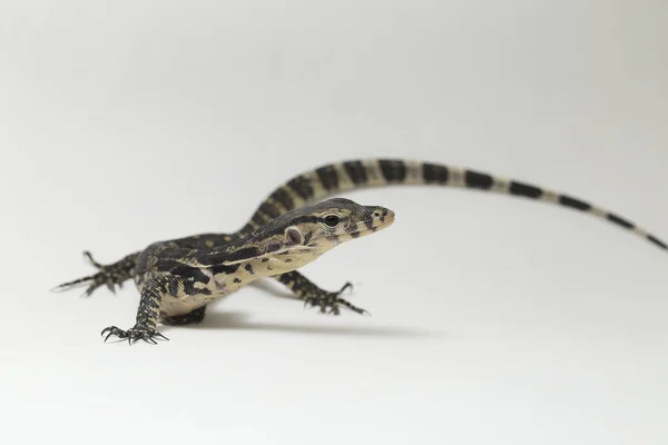 Varanus Salvator Comúnmente Conocido Como Asian Water Monitor Aislado Sobre — Foto de Stock