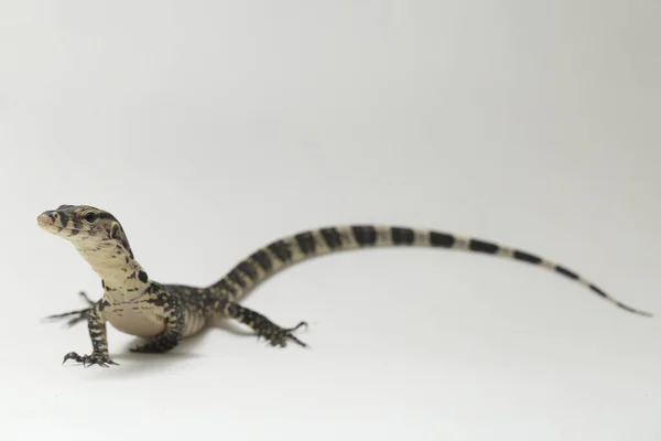 Varanus Salvator Commonly Known Asian Water Monitor Isolated White Background — Stock Photo, Image