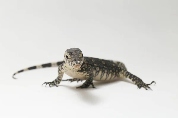 Varanus Salvador Vulgarmente Conhecido Como Monitor Asiático Água Isolado Fundo — Fotografia de Stock