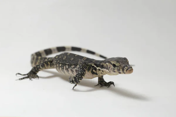 Varanus Kurtarıcısı Yaygın Olarak Asya Zleyicisi Olarak Bilinir Beyaz Bir — Stok fotoğraf